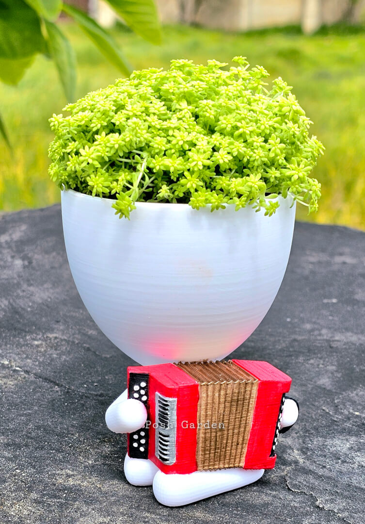 Acordeón