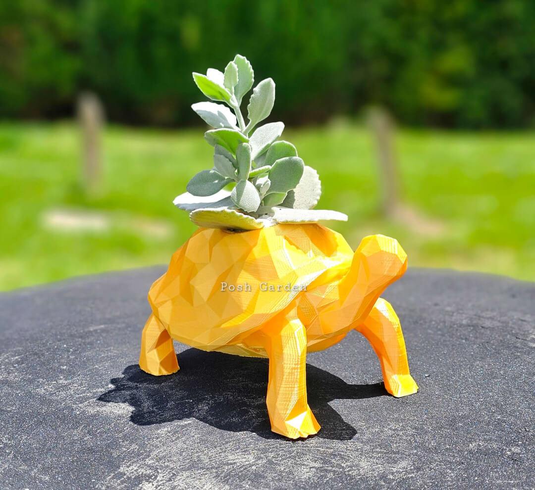 Tortuga